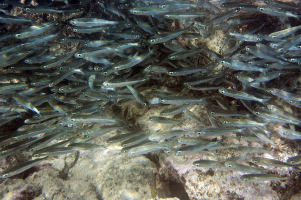 《石敢当之雄峙天东》全网追剧指南：优酷、爱奇艺、腾讯哪家强？